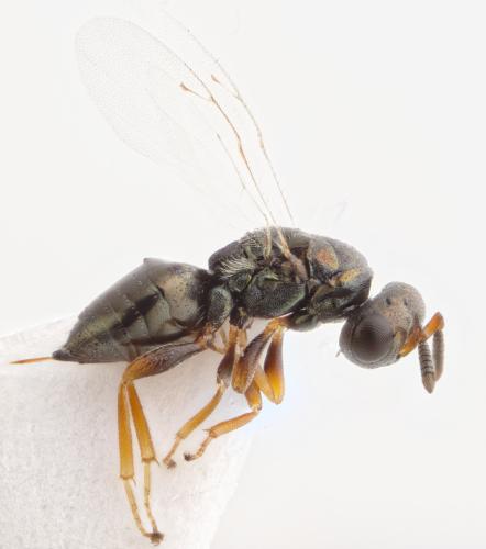 Nasonia vitripennis